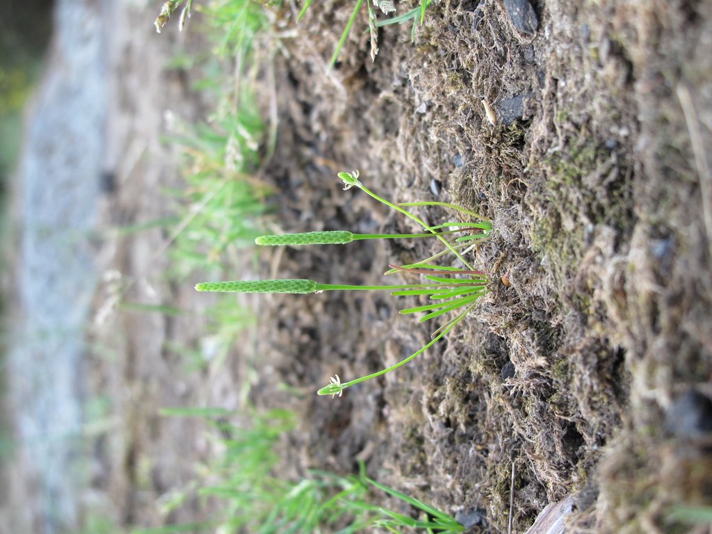 Myosurus minimus